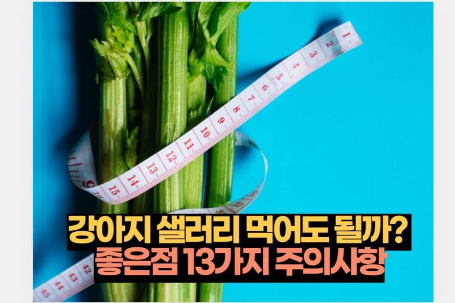 강아지 샐러리 먹어도 될까?  좋은점 13가지 주의사항