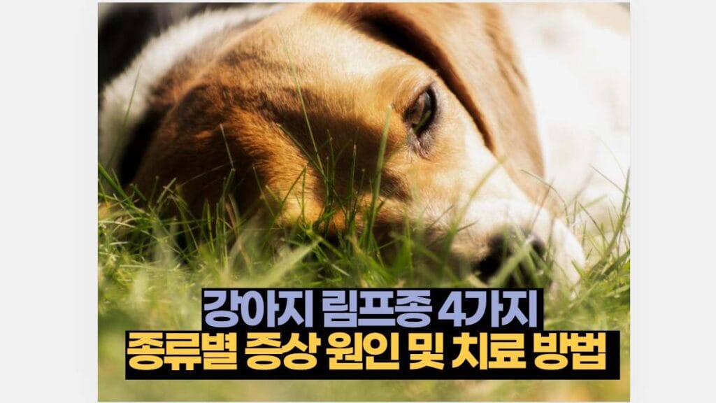 강아지 림프종 4가지  종류별 증상 원인 및 치료 방법  