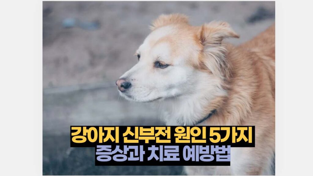 강아지 신부전 원인 5가지  증상과 치료 예방법