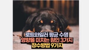 로트와일러 평균 수명  영향을 미치는 원인 3가지  장수방법 9가지