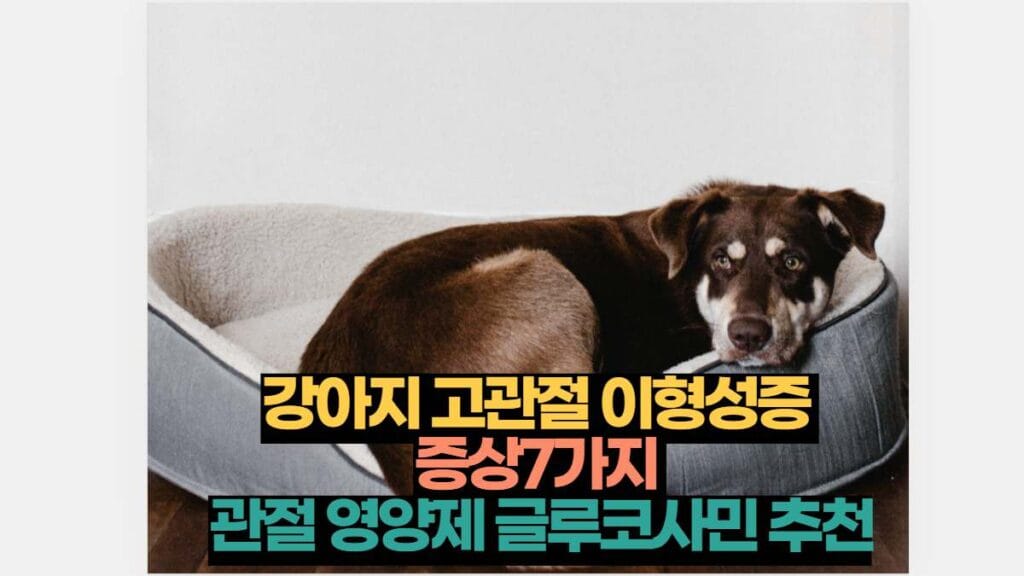 강아지 고관절 이형성증 증상7가지 관절 영양제 글루코사민 추천