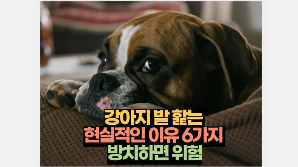 강아지 발 핥는  현실적인 이유 6가지  방치하면 위험