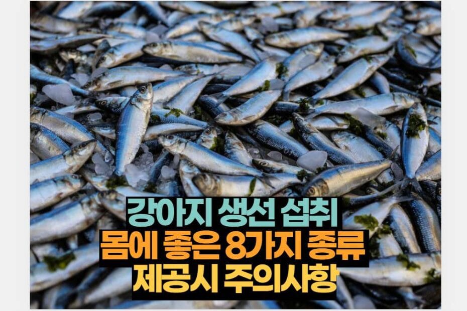 강아지 생선 섭취  몸에 좋은 8가지 종류  제공시 주의사항