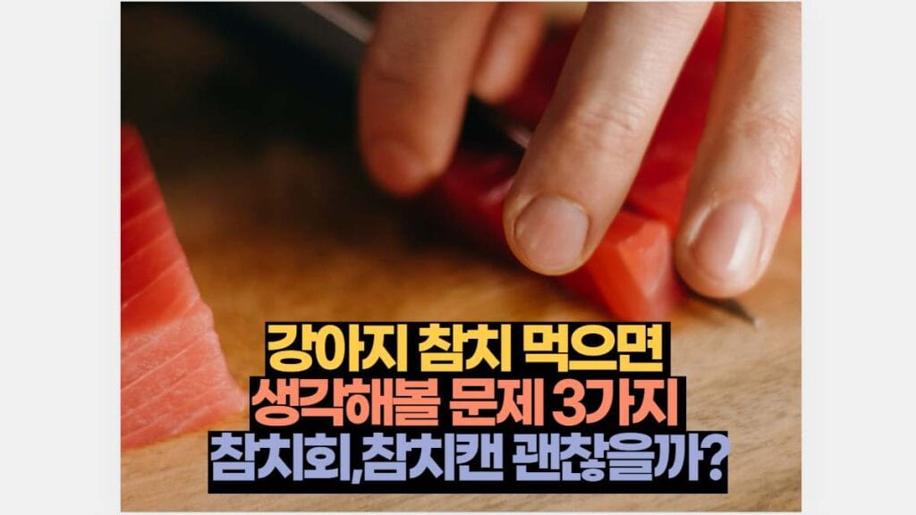 강아지 참치 먹으면 생각해볼 문제 3가지 참치회,참치캔 괜찮을까?