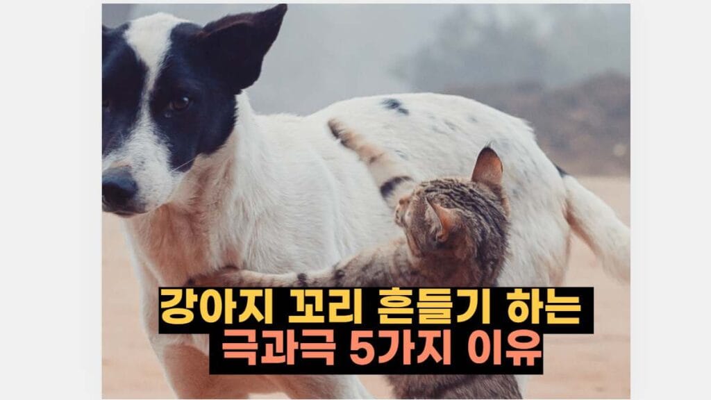 강아지 꼬리 흔들기 하는   극과극 5가지 이유