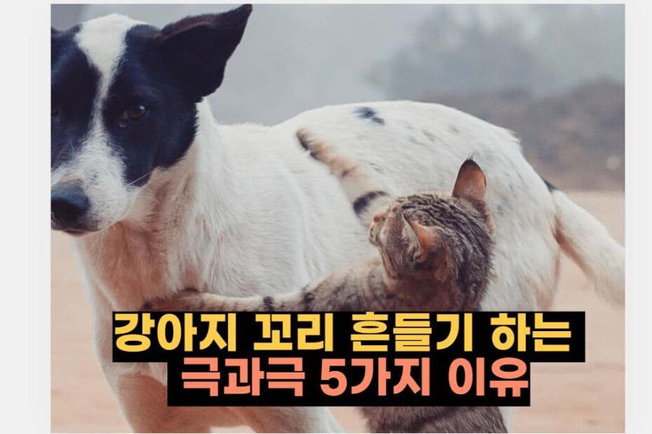 펫리코 | 반려동물 강아지 건강 상식 반려견 애견 훈련 음식 정보를 다루고 있습니다.