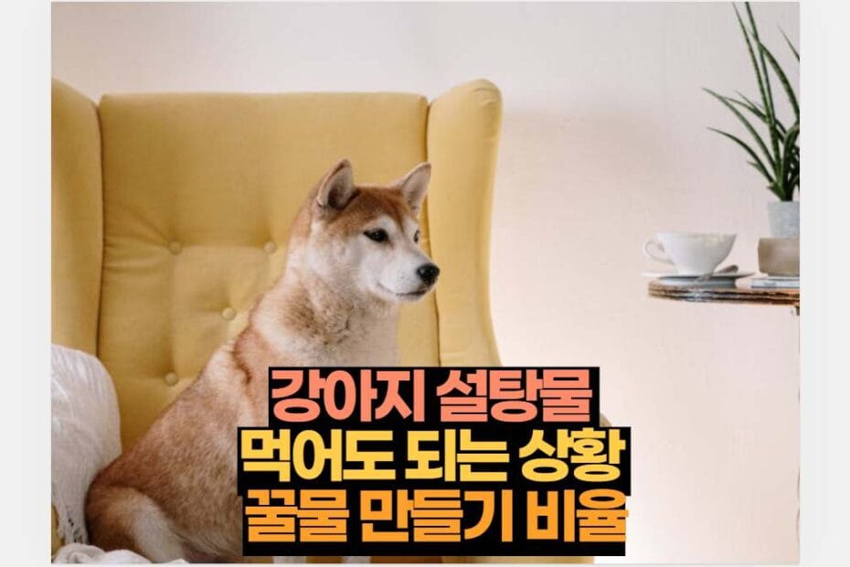 펫리코 | 반려동물 강아지 건강 상식 반려견 애견 훈련 음식 정보를 다루고 있습니다.