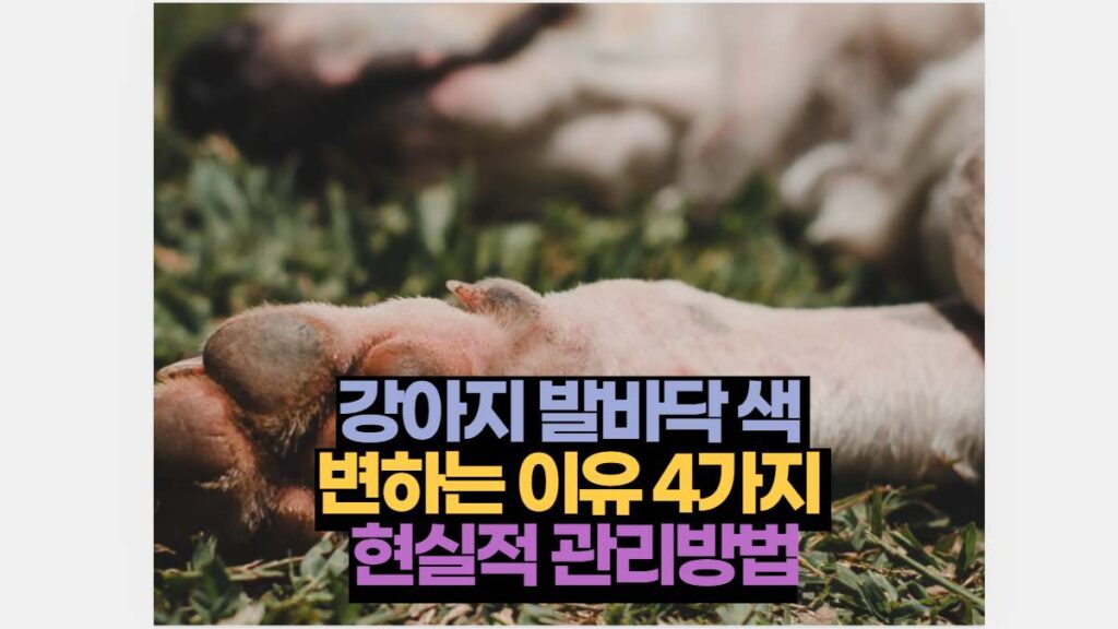 강아지 발바닥 색 변하는 이유 4가지 손쉬운 관리방법