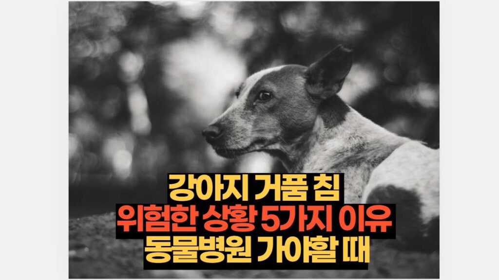 강아지 거품 침  위험한 상황 5가지 이유  동물병원 가야할 때