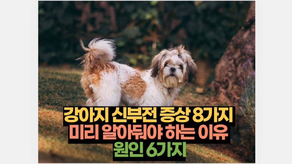 강아지 신부전 증상 8가지  미리 알아둬야 하는 이유  원인 6가지