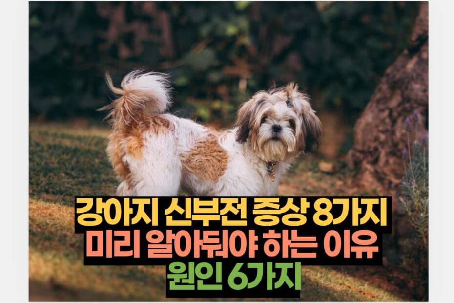 펫리코 | 반려동물 강아지 건강 상식 반려견 애견 훈련 음식 정보를 다루고 있습니다.