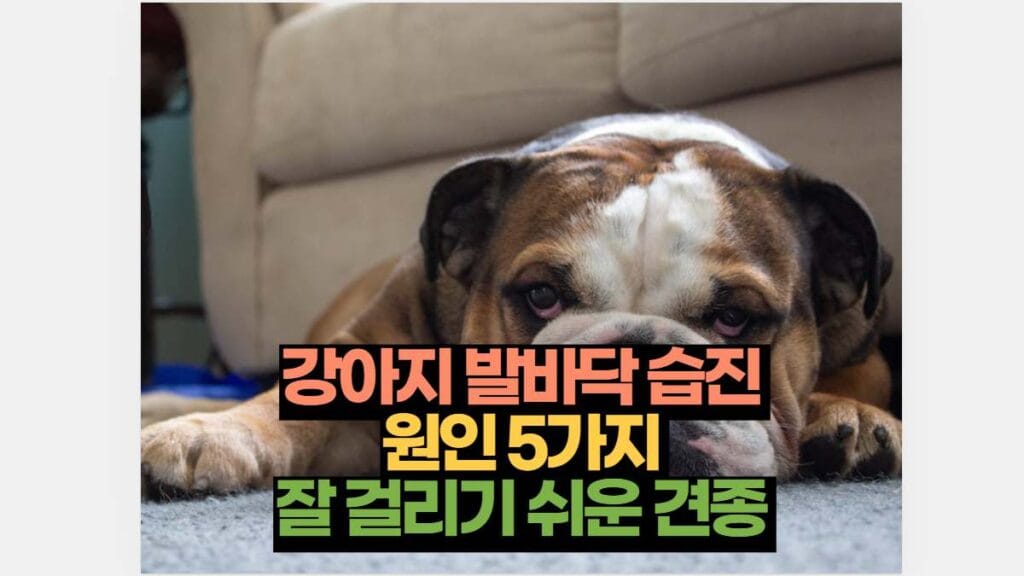 강아지 발바닥 습진  원인 5가지  잘 걸리기 쉬운 견종 