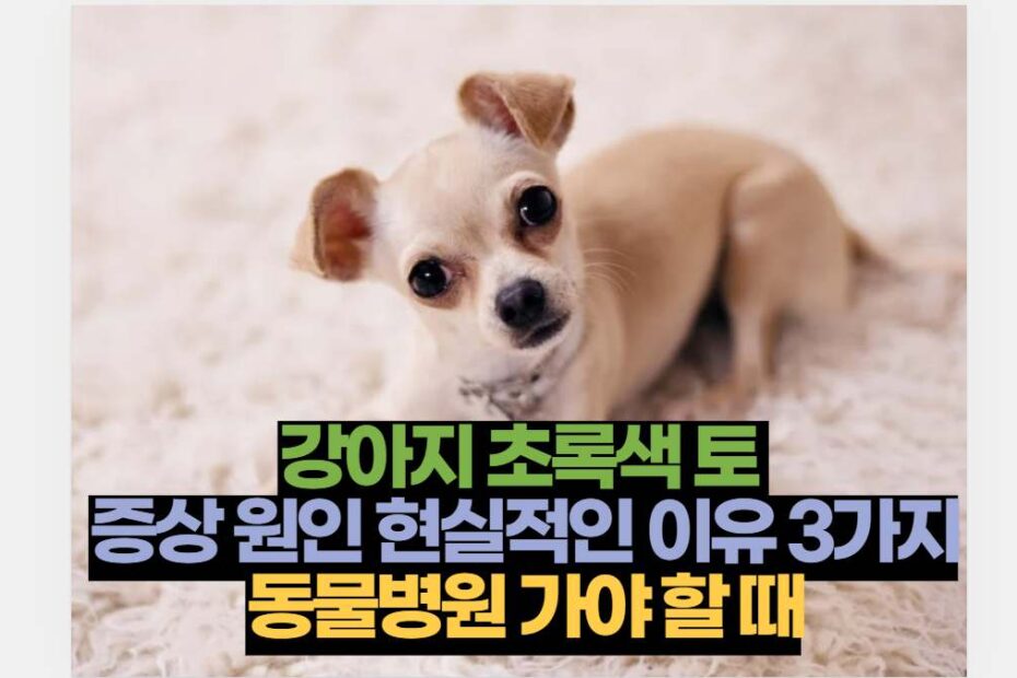 강아지 초록색 토  증상 원인 현실적인 이유 3가지 동물병원 가야 할 때