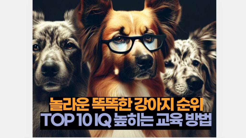 놀라운 똑똑한 강아지 순위 TOP 10 IQ 높히는 교육 방법