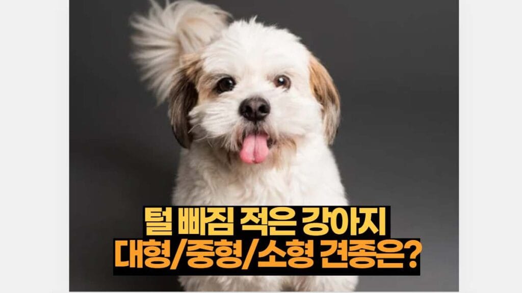 털빠짐 적은 강아지  대형/중형/소형 견종은?