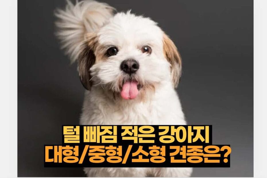 털빠짐 적은 강아지  대형/중형/소형 견종은?