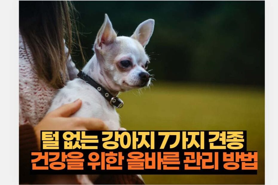 털 없는 강아지 7가지 견종  건강을 위한 올바른 관리 방법