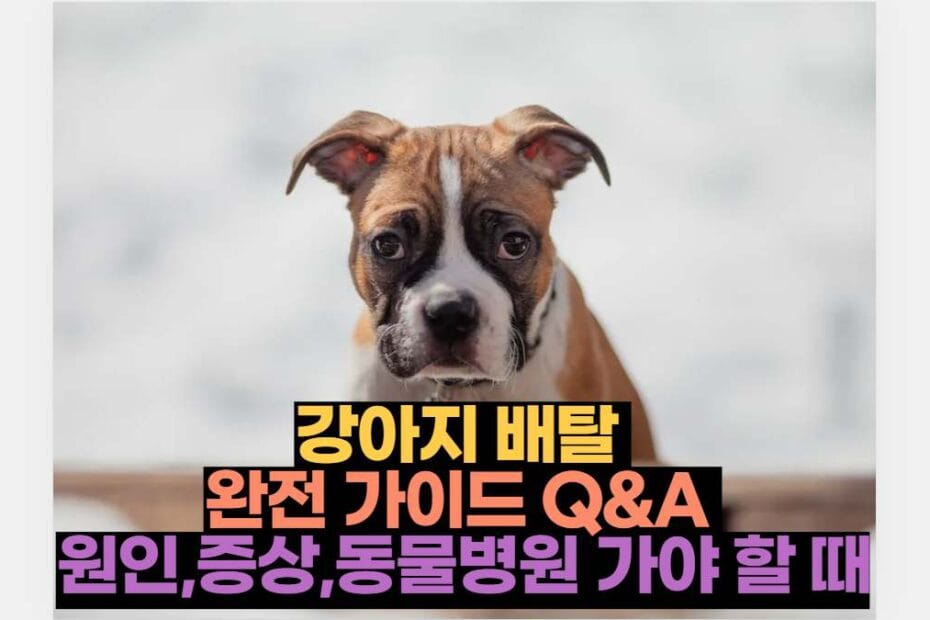 강아지 배탈  완전 가이드 Q&A  원인,증상,동물병원 가야 할 때