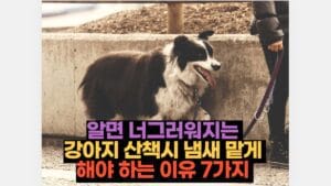 알면 너그러워지는  강아지 산책시 냄새 맡게  해야 하는 이유 7가지 