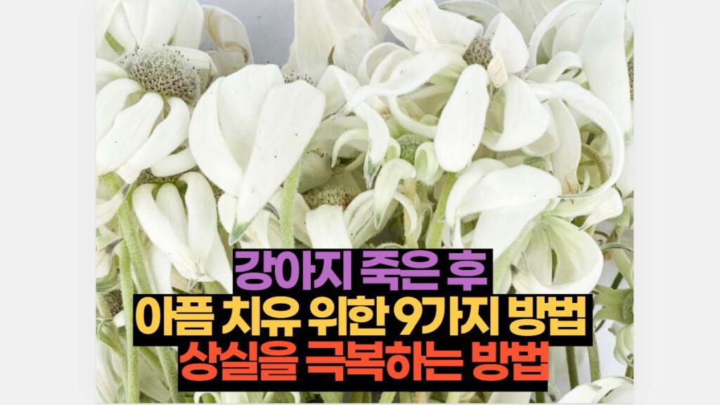 강아지 죽은 후  아픔 치유 위한 9가지 방법  상실을 극복하는 방법