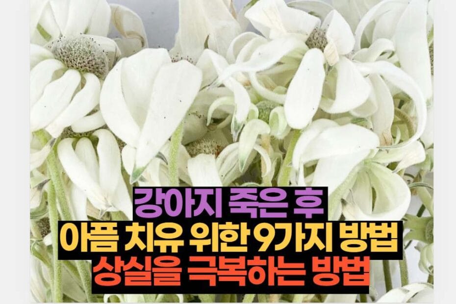 강아지 죽은 후  아픔 치유 위한 9가지 방법  상실을 극복하는 방법