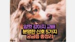 암컷 강아지 교배   분명한 신호 5가지  궁금증 총정리