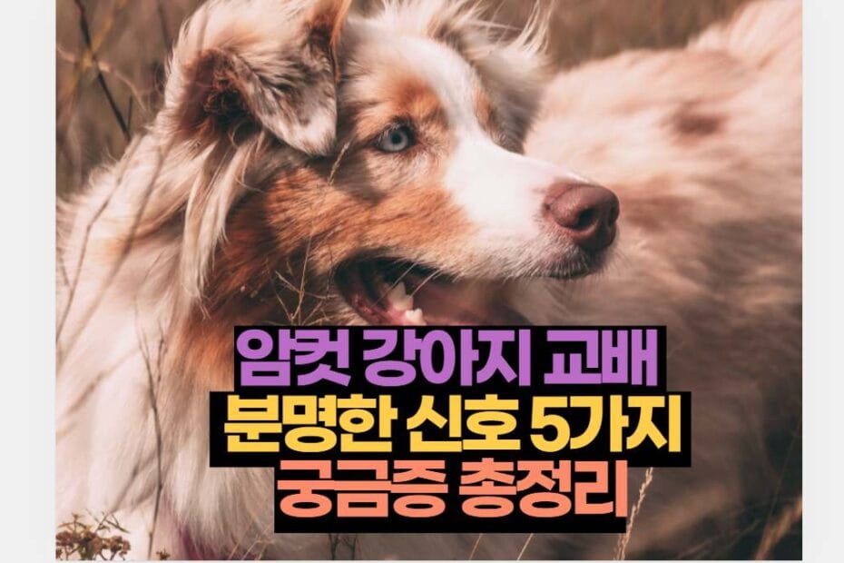 암컷 강아지 교배   분명한 신호 5가지  궁금증 총정리