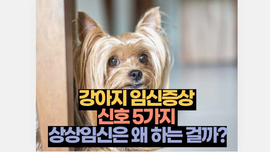 강아지 임신증상  신호 5가지  상상임신은 왜 하는 걸까?