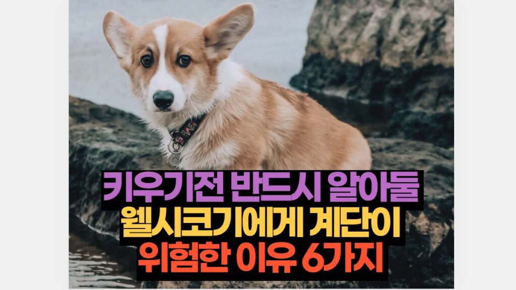 키우기전 반드시 알아둘  웰시코기에게 계단이  위험한 이유 6가지 