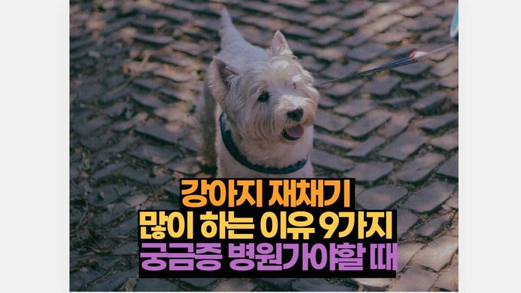 강아지 재채기  많이 하는 이유 9가지  궁금증 병원가야할 때