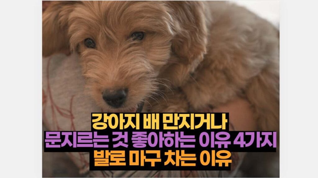 강아지 배 만지거나  문지르는 것 좋아하는 이유 4가지  발로 마구 차는 이유