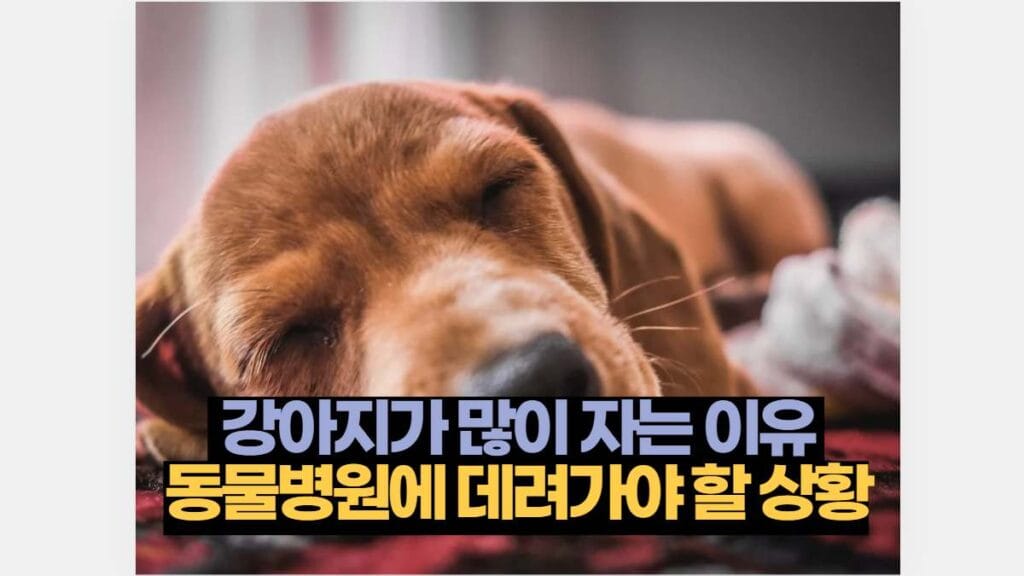  강아지가 많이 자는 이유  동물병원에 데려가야 할 상황