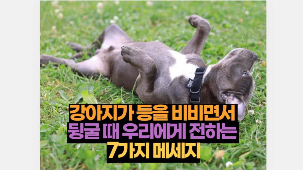 강아지가 등을 비비면서  뒹굴 때 우리에게 전하는  7가지 메세지