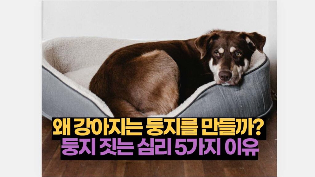 왜 강아지는 둥지를 만들까?  둥지 짓는 심리 5가지 이유