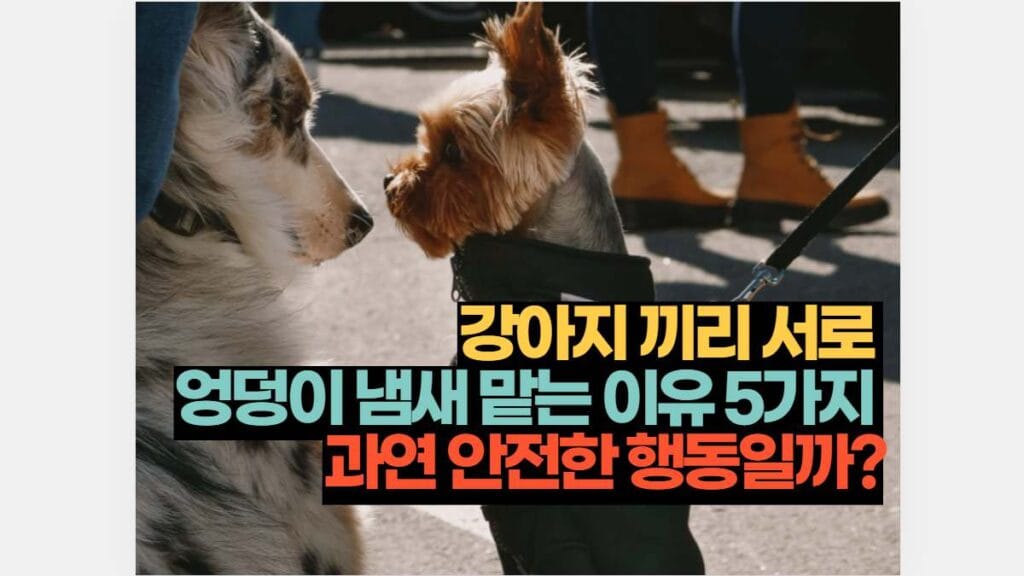 강아지 끼리 서로  엉덩이 냄새 맡는 이유 5가지  과연 안전한 행동일까?
