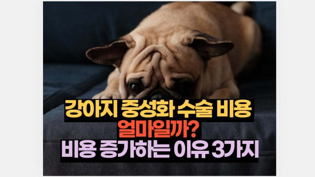 강아지 중성화 수술 비용  얼마일까?  비용 증가하는 이유 3가지