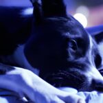 강아지 밤에 안절부절 못하게 불안해하는 7가지 이유