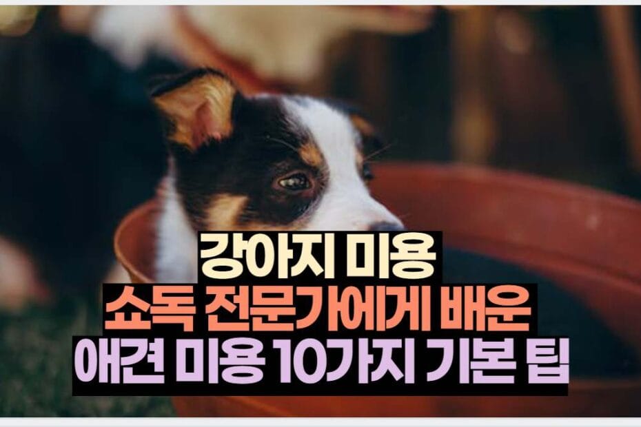 강아지 미용  쇼독 전문가에게 배운  애견 미용 10가지 기본 팁