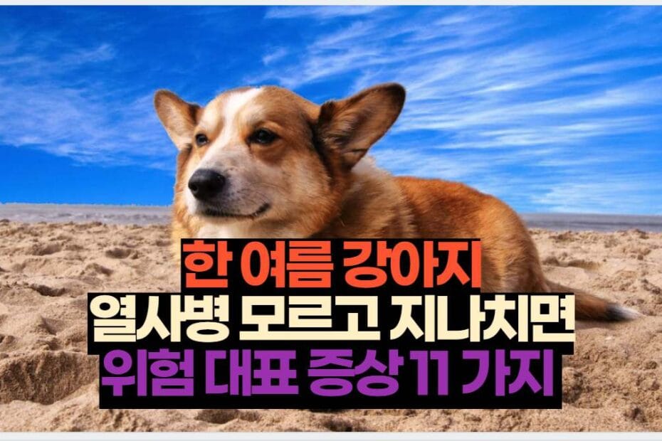 한 여름 강아지 열사병 모르고 지나치면 위험 대표 증상 11 가지 