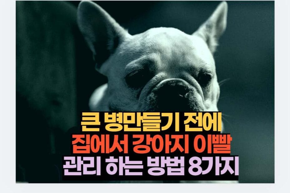 큰 병만들기 전에 집에서 강아지 이빨 관리 하는 방법 8가지