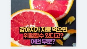 강아지가 자몽 먹으면 위험할수 있다고? 어떤 부분? 