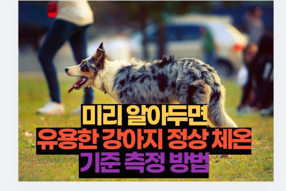 미리 알아두면 유용한 강아지 정상 체온 기준 측정 방법