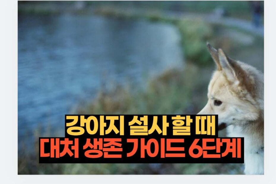 강아지 설사 할 때  대처 생존 가이드 6단계 