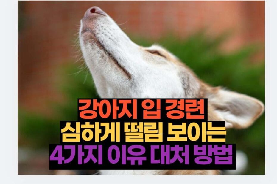 강아지 입 경련  심하게 떨림 보이는 4가지 이유 대처 방법 