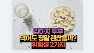 강아지 두부  먹어도 정말 괜찮을까?  위험성 2가지 