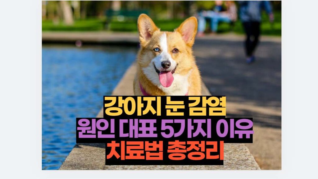 강아지 눈 감염 원인 대표 5가지 이유 치료법 총정리