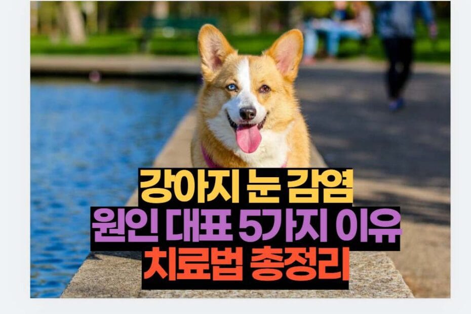 강아지 눈 감염 원인 대표 5가지 이유 치료법 총정리