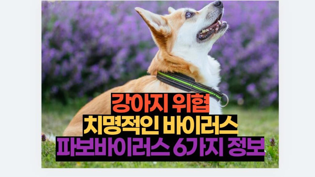 강아지 위협 치명적인 바이러스 파보바이러스 6가지 정보