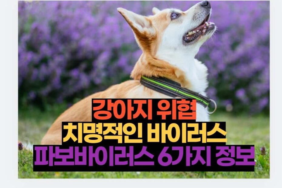 강아지 위협 치명적인 바이러스 파보바이러스 6가지 정보