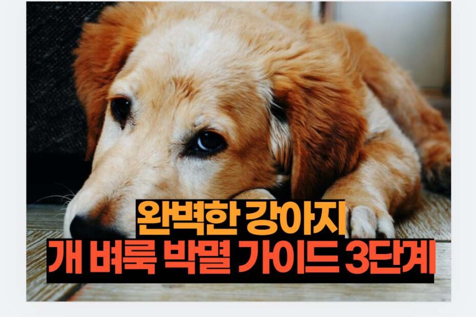 완벽한 강아지 개 벼룩 박멸 가이드 3단계